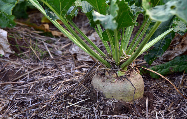 Mature sugar beets can grow to weigh over four pounds. 