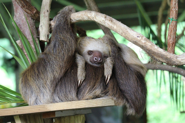 You can find sloths at national parks and reserves.