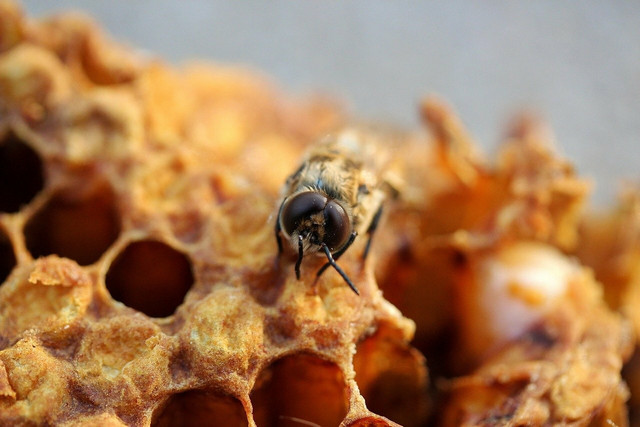 Any carnauba wax mixed with beeswax is not considered vegan. 