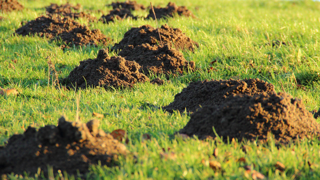 Moles and gophers can be a sign of good soil health.