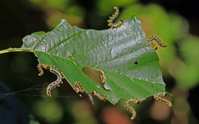 sawfly larvae