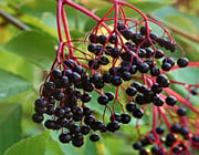wild elderberries