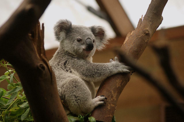 Eucalyptus leaves are the koala bear's favorite too.