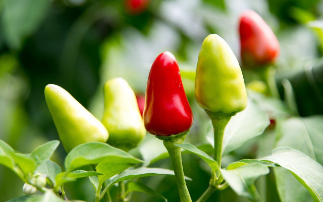 caring for chili pepper plants