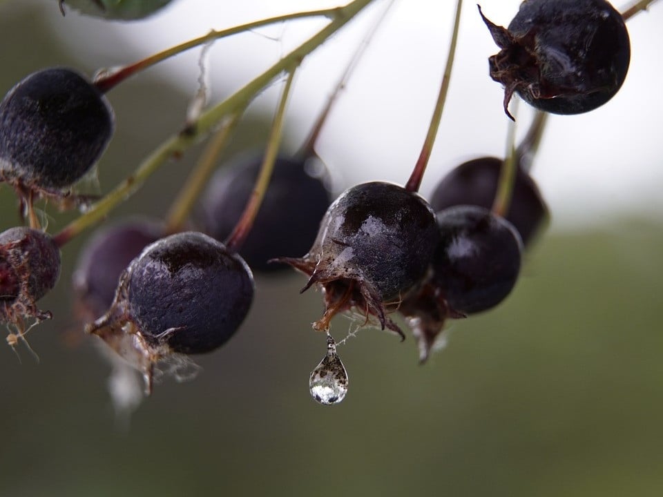 Preserving Plums: 3 Ways to Enjoy Them Year Round - Utopia