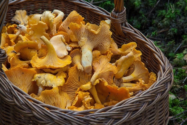 Successful mushroom foraging often depends on an awareness of weather, seasonal difference and attention to the mushroom's details.