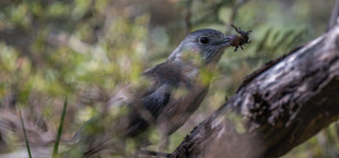 birds that eat spiders