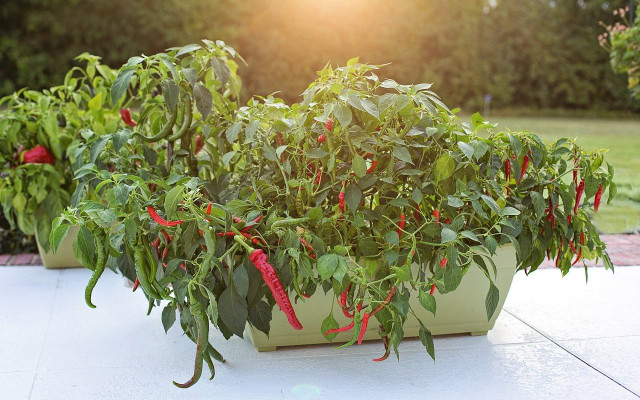 growing hot peppers in a pot
