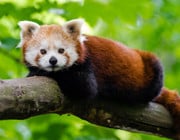 why are red pandas endangered