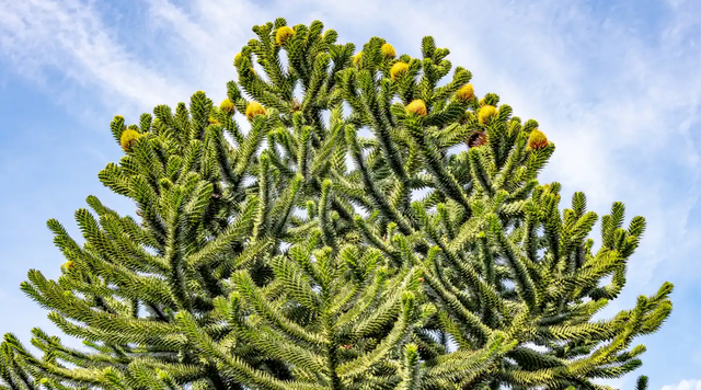 Monkey Puzzle Tree: Chile's national tree is an endangered species.