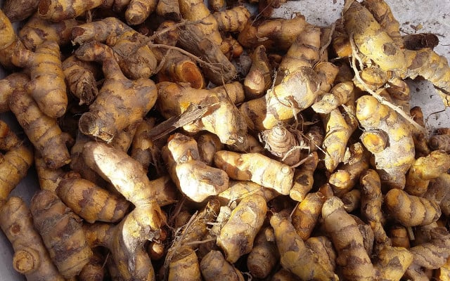 To grow turmeric at home, you need fresh turmeric roots