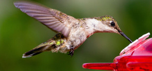 hummingbird nectar recipe