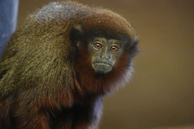 Unlike most other primates, titi monkeys are animals that mate for life and are, unfortunately, endangered.