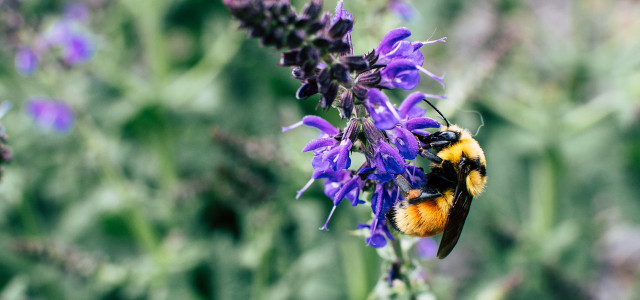 bumblebee flowers