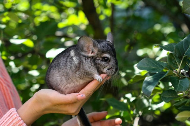 Chinchillas are hyperactive and love to play.