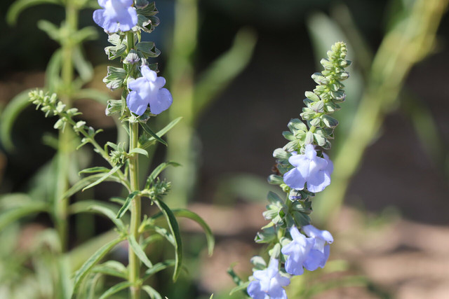 The delicate blue flowers complement many other garden plants. 