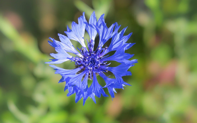 flowers bees are attracted to cornflower