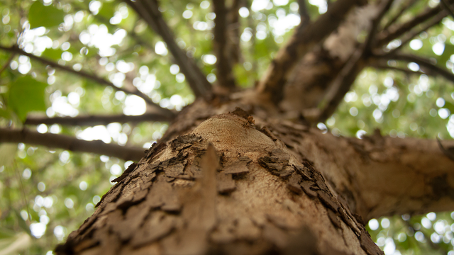 Endangered trees.