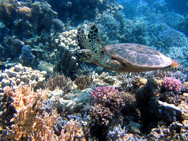 Bad ingredients in skin care can kill marine life that's essential to the ecosystem.