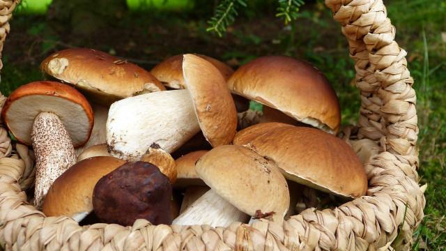 foraging mushrooms