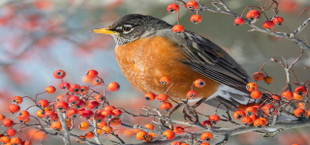 where do robins go in winter