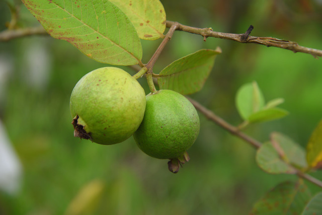 Go green with guava.