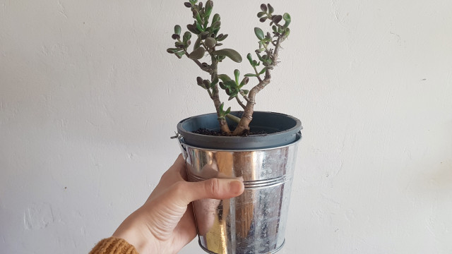 How to repot succulents.