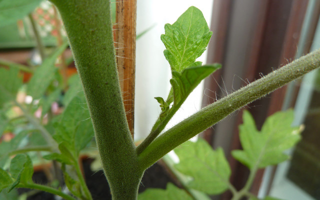 Growing tomatoes in pots side shoot sprout pruning plant care