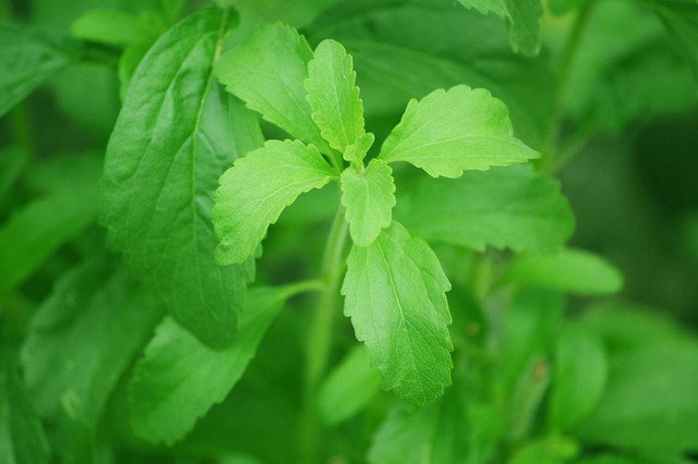 Stevia provides a sweet taste with fewer calories. 