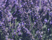 how to dry lavender