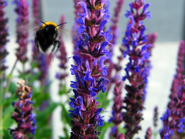 Avoid wearing bright blue or purple floral patterns, as these are a bumble bee's favorite colors. 