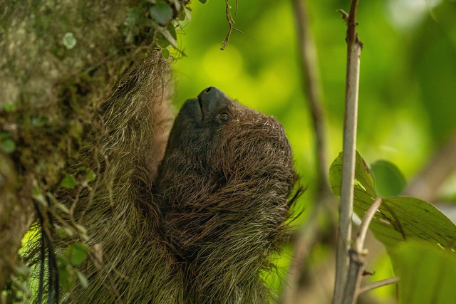 Sloths are native to Central and South America.