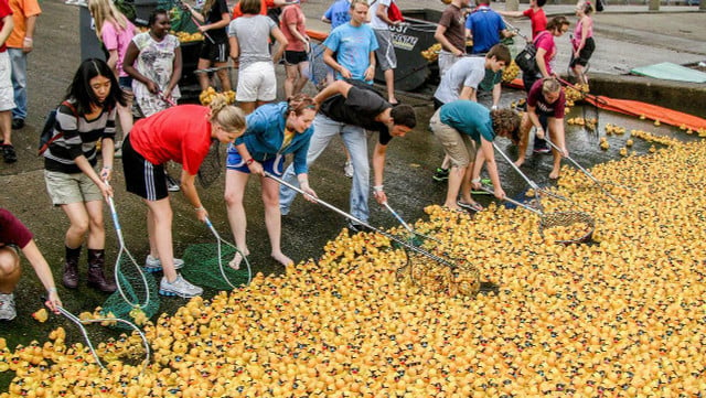 Volunteers catching plastic ducks at the end of a derby.