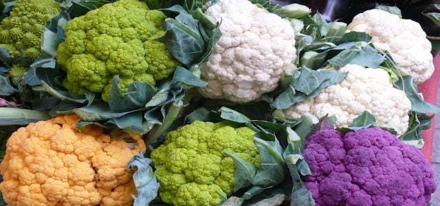 cabbage variety