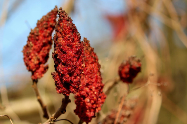 The health benefits of sumac berries are just starting to be understood, but we can already see an abundance of positive effects the berry is capable of. 