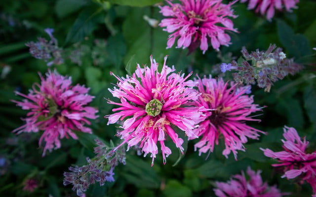 bumblebees endangered 