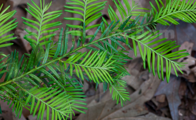 The Florida yew is one of the most endangered trees in the United States.