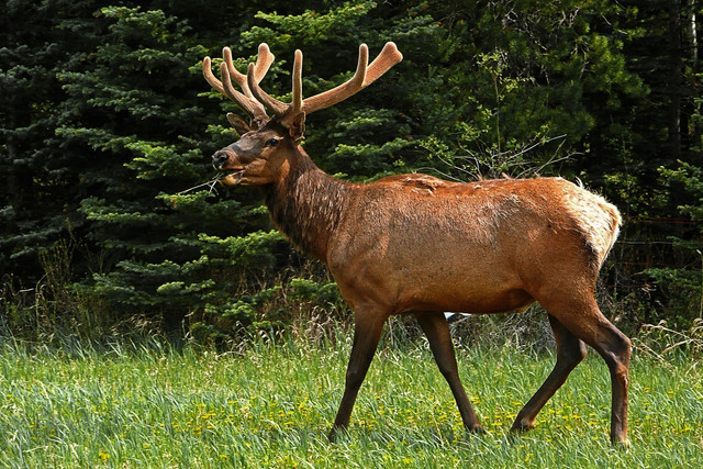Elk are found most often in the Candian backcountry.