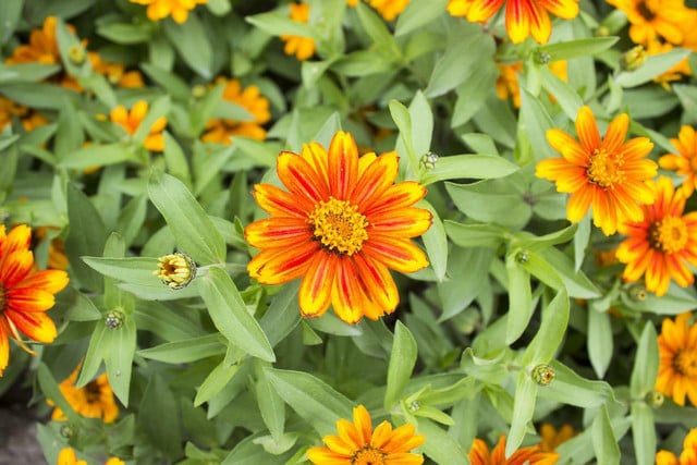 The compact Zahara zinnia is idea for container growth.