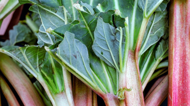 rhubarb recipe savory