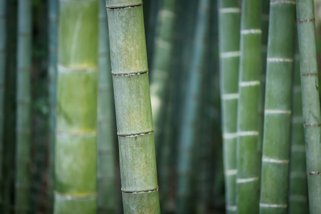 Sustainable toilet tissue can be made from bamboo, a renewable, raw and sustainable material.