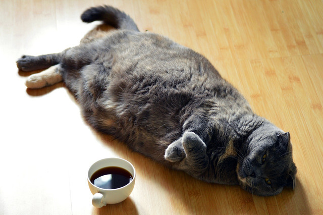 Obesity is a common problem among indoor cats.