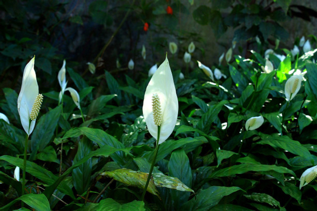 Repotting a peace lily is simple. Follow these steps.