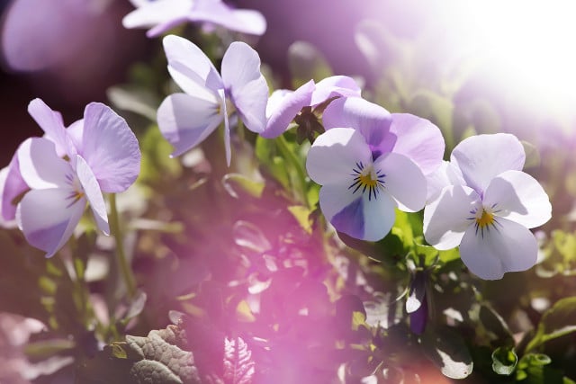 Silver gem violets are attractive, good for local insects and are the perfect flowers to plant in March.