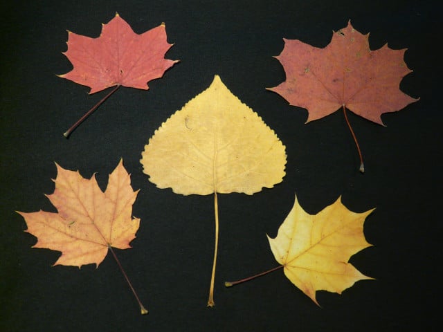 Use dried, pressed leaves for decorations.