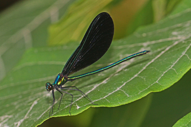 Damselflies are technically not dragonflies but they belong to the same family.