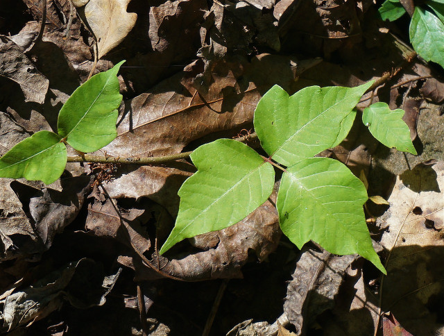 Learn how to properly identify the poison ivy plant so you know what you're dealing with. 