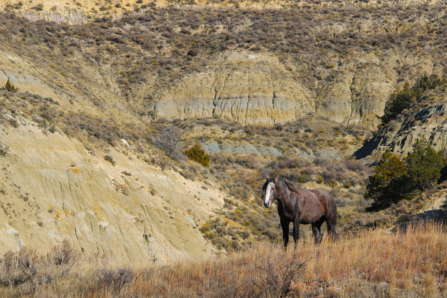 Theodore Roosevelt National Park is home to a variety of wildlife.