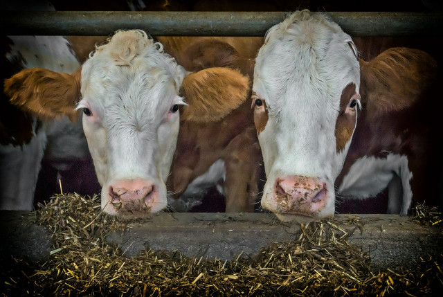 Dairy Cows