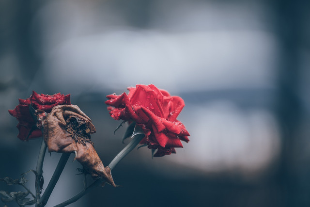 Deadhead and wilted rose petals have many uses.